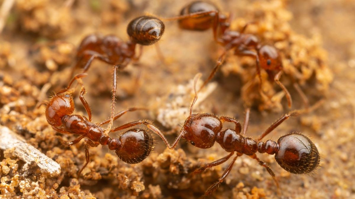 Ohniví mravenci v Evropě. Na Sicílii je chtějí vyhubit